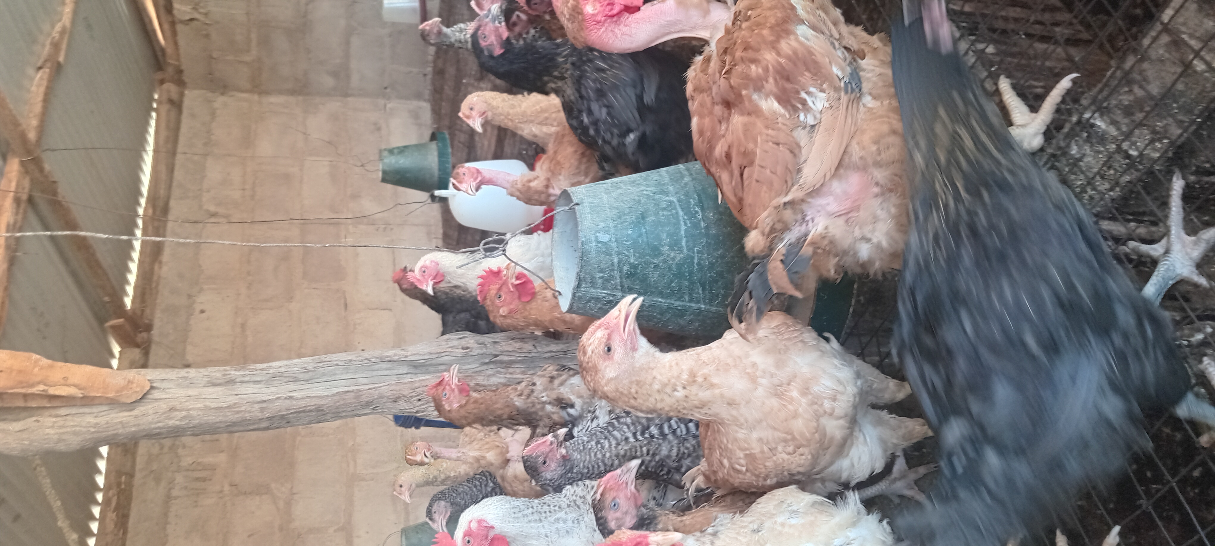 live chicken on farm, healthy brown chicken, farm setting