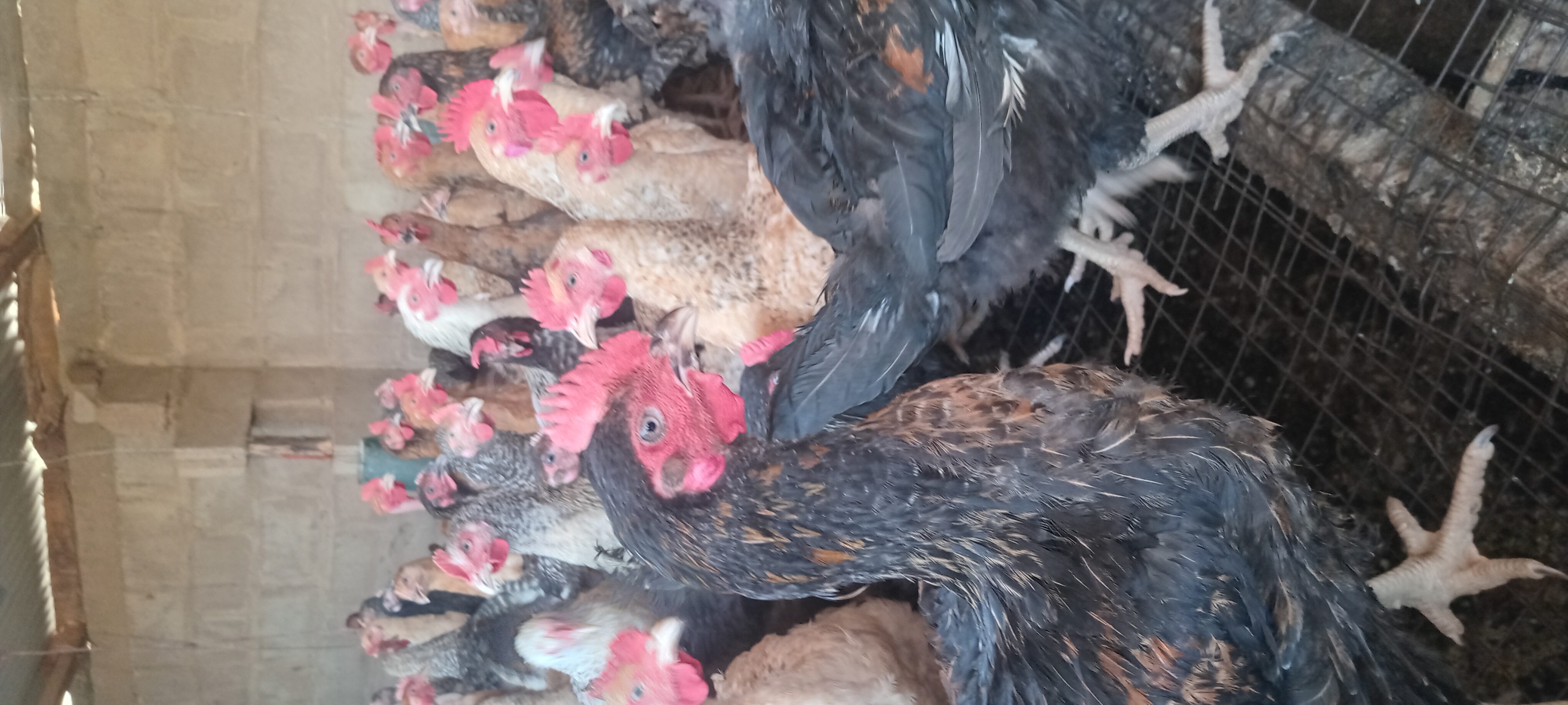 live chicken on farm, healthy brown chicken, farm setting