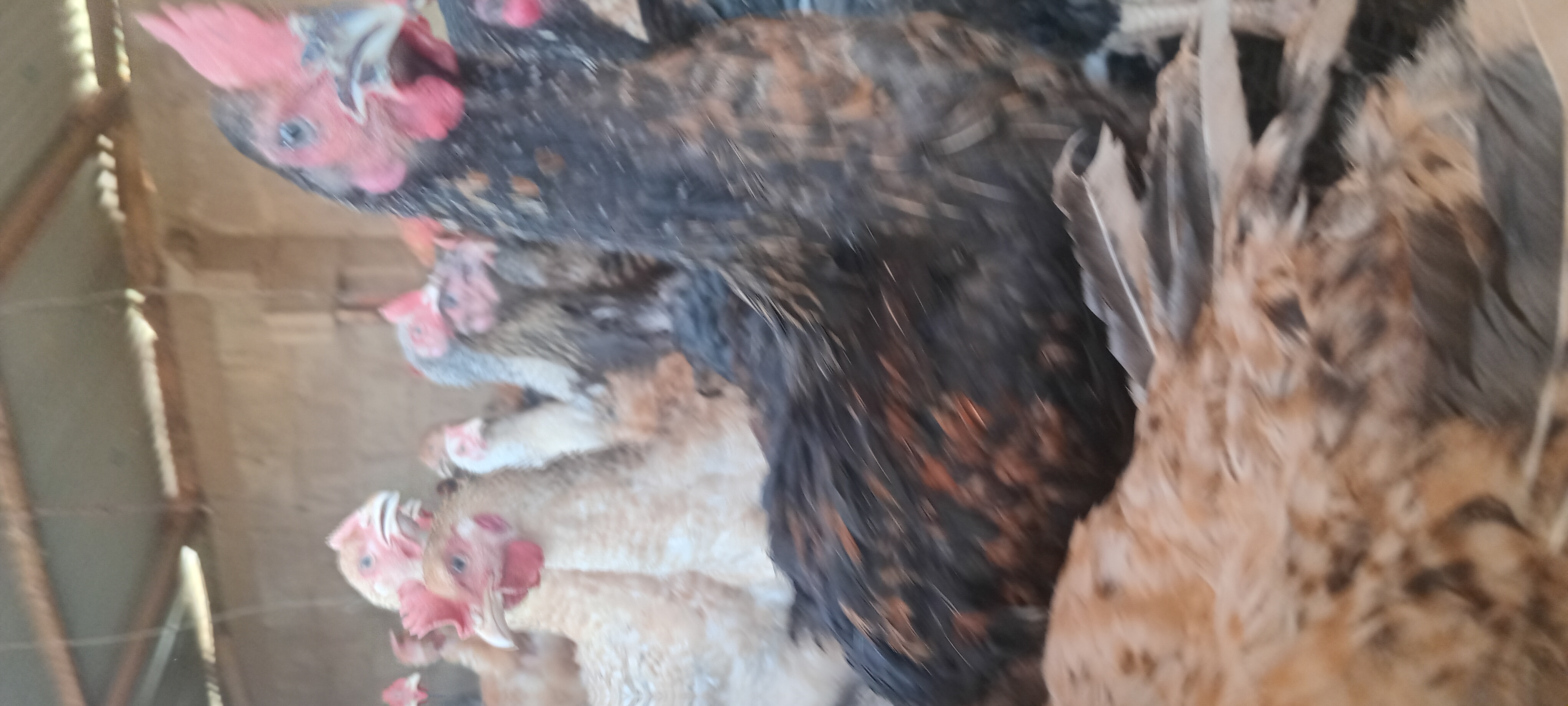 live chicken on farm, healthy brown chicken, farm setting