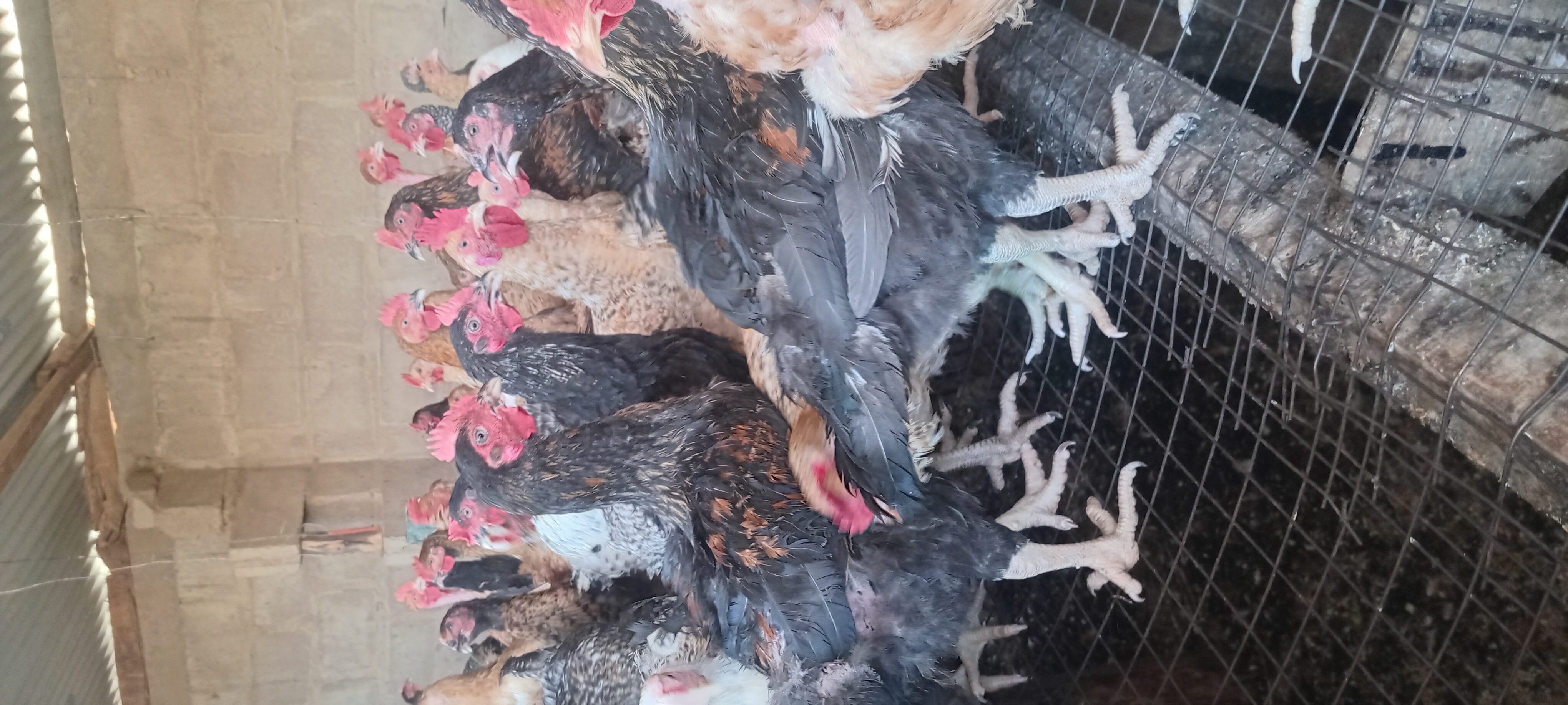 live chicken on farm, healthy brown chicken, farm setting