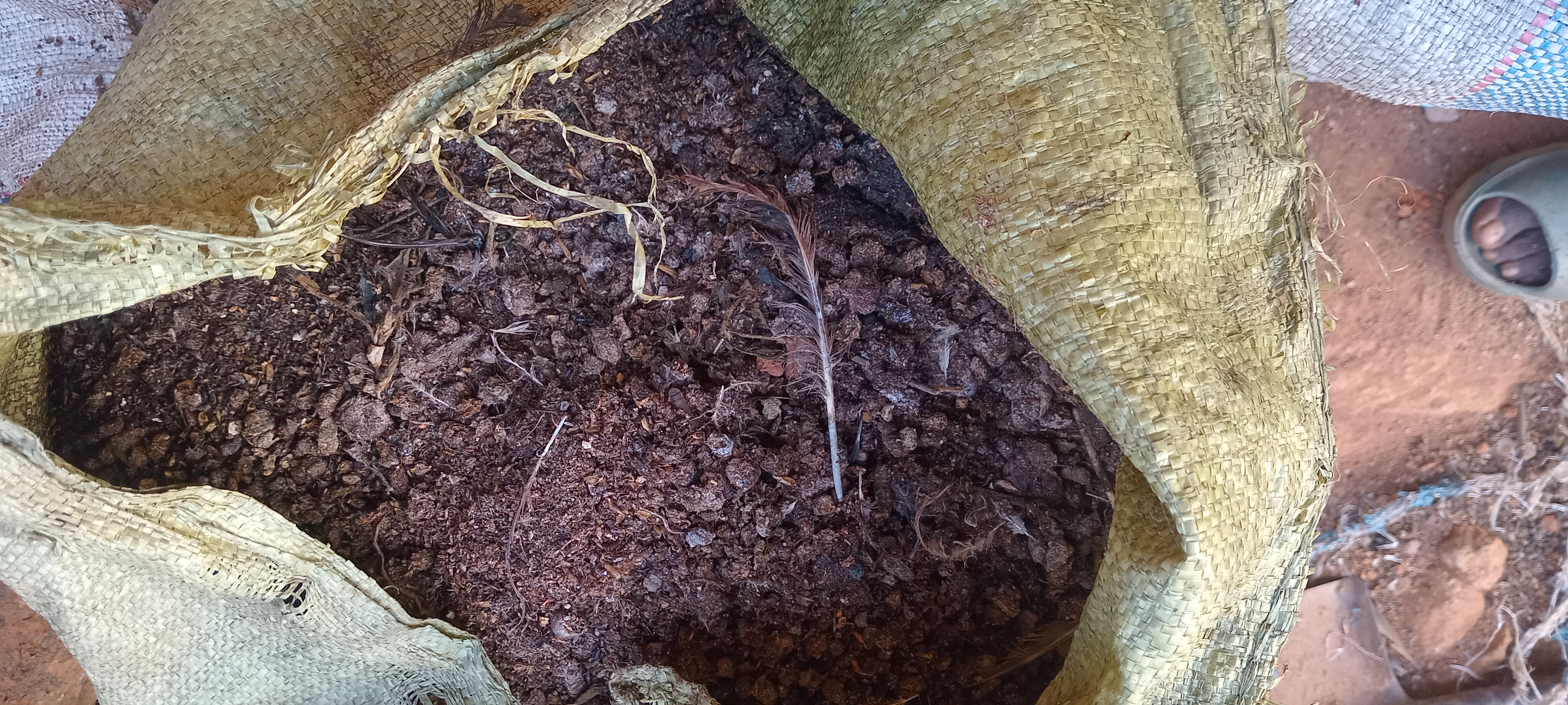 live chicken on farm, healthy brown chicken, farm setting