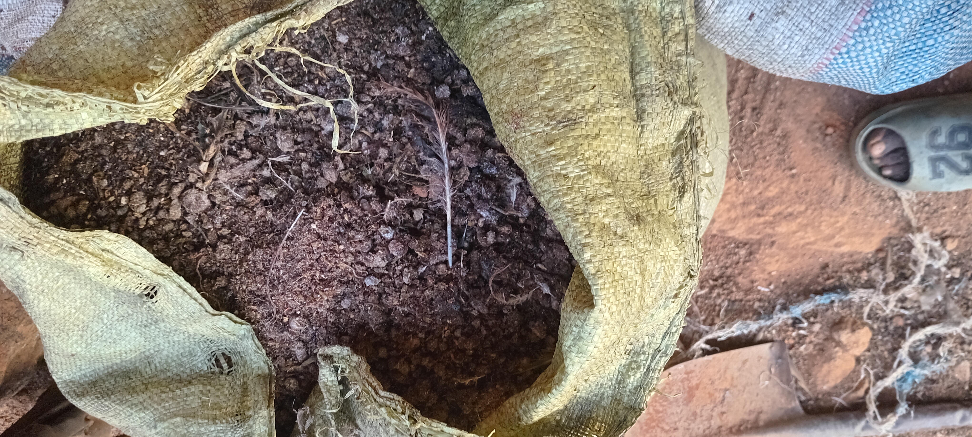 live chicken on farm, healthy brown chicken, farm setting